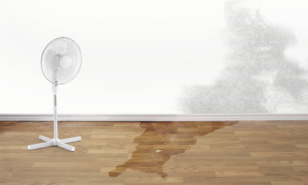 Best Flood damage cleanup  in Laguna Beach, CA